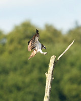 Osprey Noah;s Lake