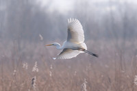 Great White Egret (Ringed Adult) Shapwick