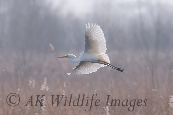 Great White Egret (Ringed Adult) Shapwick