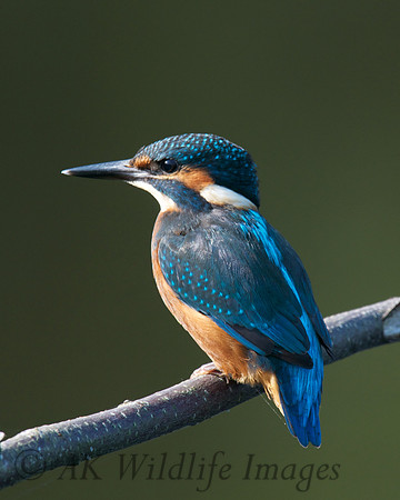 Shapwick Heath NNR