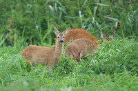 Roe Deer with Young 2