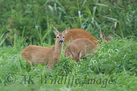 Roe Deer with Young 2