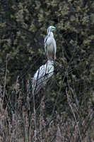 2014 Great White Egrets Ham Wall RSPB