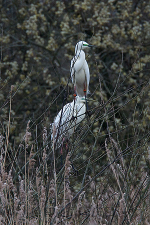 GWE on Ham Wall RSPB
