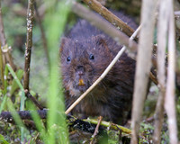 Adult Water Vole Shapwick Heath NNR