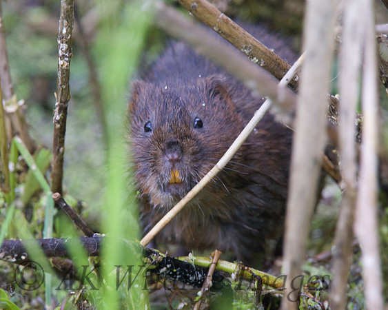 Adult Water Vole Shapwick Heath NNR