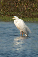 Ringed Adult Calling