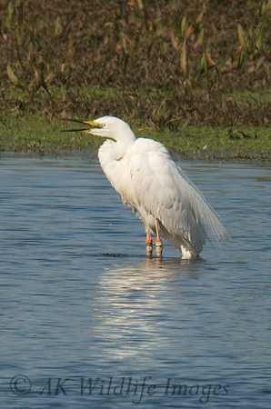 Ringed Adult Calling