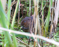 Water Voles