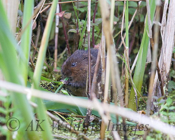 Adult Water Voles  Shapwick Heath NNR
