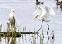 Great White Egrets
