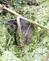 Young Water Vole Shapwick Heath NNR