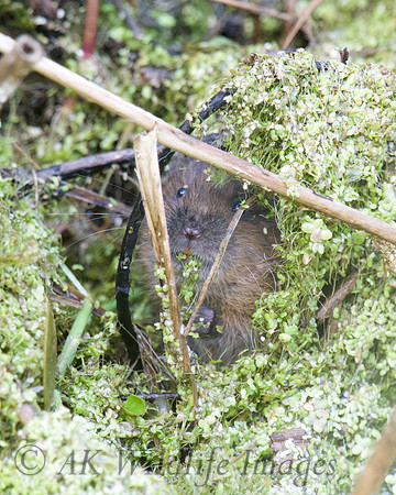 Young Water Vole Shapwick Heath NNR