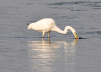 Great White Egret (Shapwick)