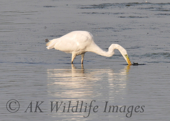 Great White Egret (Shapwick)