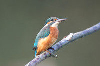 Shapwick Heath NNR