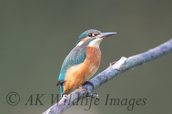 Shapwick Heath NNR
