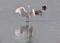 Great White Egret