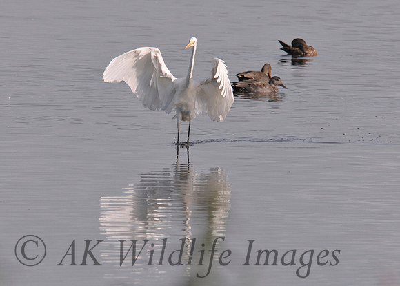 Great White Egret