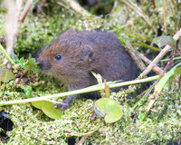 Young Water Voles  Shapwick Heath NNR