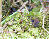 Young Water Voles  Shapwick Heath NNR