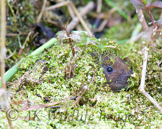 Young Water Voles  Shapwick Heath NNR