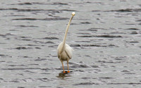 A windy day at the Scrape Meare Heath