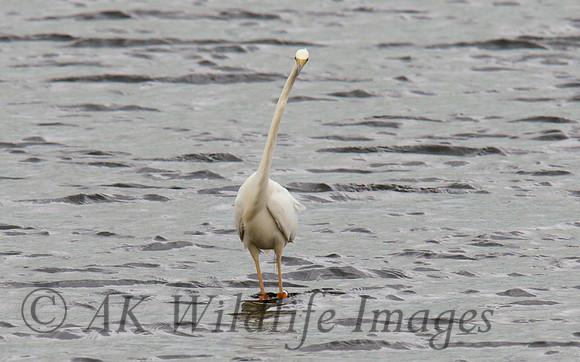 A windy day at the Scrape Meare Heath