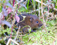 Young Water Voles  Shapwick Heath NNR