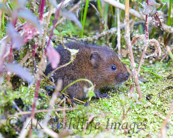 Young Water Voles  Shapwick Heath NNR