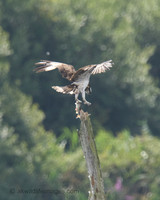 Osprey Noah;s Lake