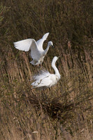 Two GWE At Ham wallRSPB