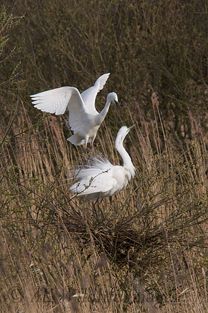 Two GWE At Ham wallRSPB