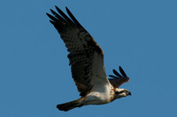 Osprey Noah;s Lake