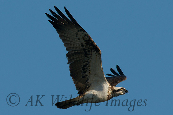Osprey Noah;s Lake