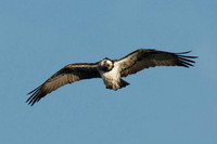 Osprey Noah;s Lake