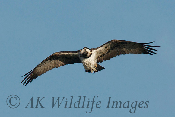 Osprey Noah;s Lake