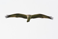 Ringed Osprey 3