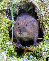 Young Water Voles  Shapwick Heath NNR