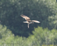 Osprey in Fight with fish