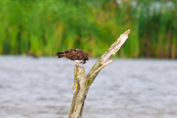 Osprey Noah;s Lake