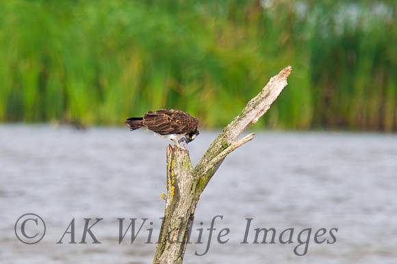 Osprey Noah;s Lake
