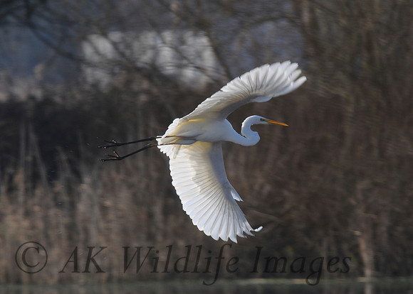 Great White Egret (Shapwick)