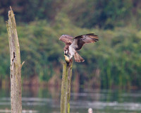 Osprey Noah;s Lake