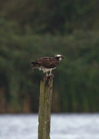 Osprey Noah;s Lake