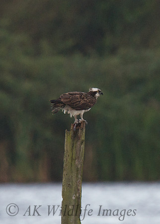 Osprey Noah;s Lake
