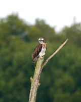 Osprey Noah;s Lake
