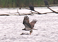 Osprey Noah;s Lake