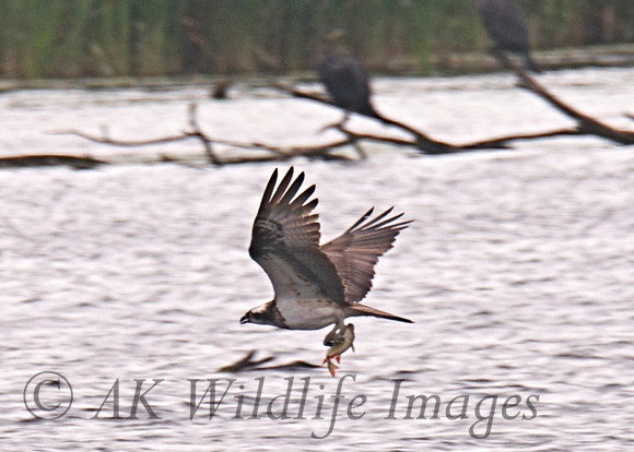 Osprey Noah;s Lake