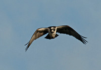 Osprey Noah;s Lake